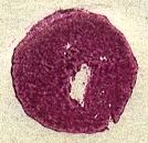 Image:ddr0336vaXII.1.small_dvf95a.jpg