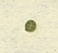 Image:bln0053.1.BGF.small_zpfU9ba.jpg