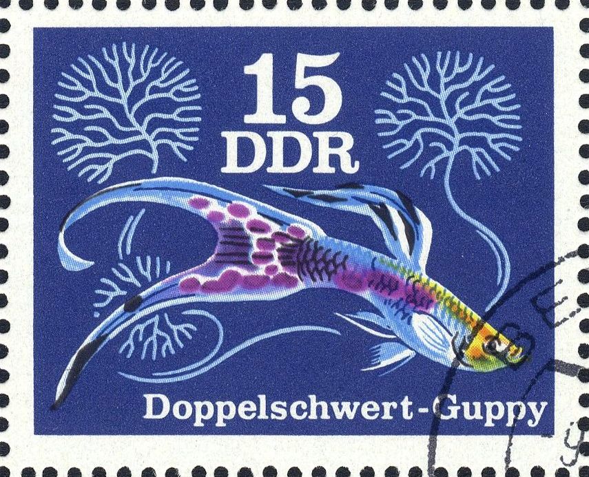 Image:ddr2177.1.big.jpg