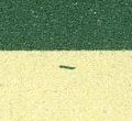 Image:ddr2613.1.small_U3a.jpg