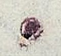 Image:bln0058.1.BGF.small_zpfU4ca.jpg