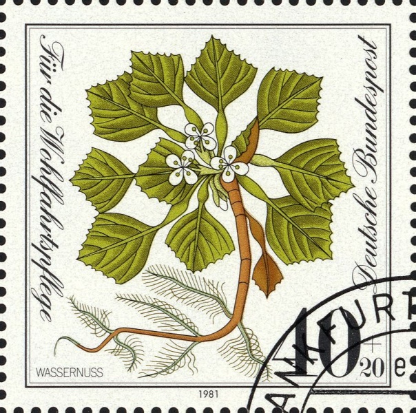 Datei:Bnd1108.1.big.jpg